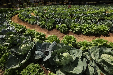 Intentan incrementar el comercio agroalimentario para frenar alza de la inflación