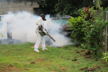 Hay tres veces más casos de dengue que en el 2022; ¿por qué aumentan en verano?