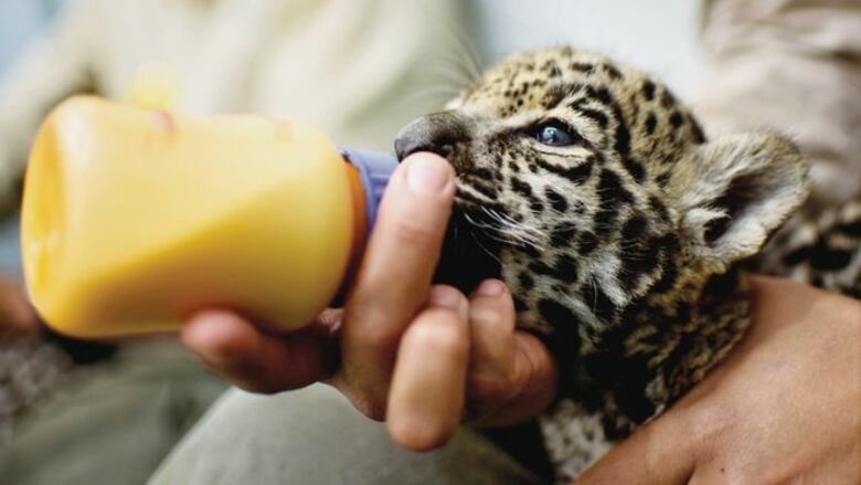 Cachorras de jaguar y el mensaje de conservación