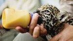 Cachorras de jaguar y el mensaje de conservación