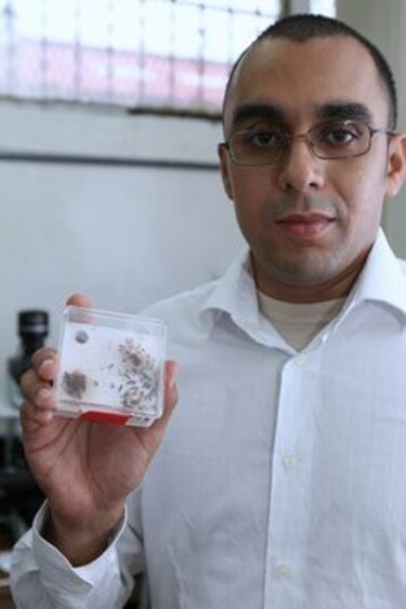 Panameño estudia el cerebro de hormigas para resolver enigmas de la neurociencia