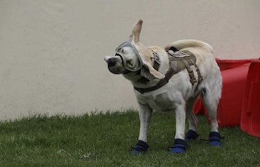 ¿A quién salvó Frida, la heroína de los perros rescatistas?