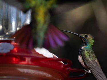 Caracas, ‘edén’ de los colibríes