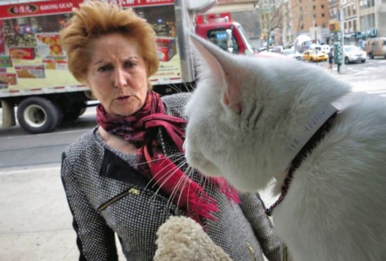 ¿Cuántos gatos habrá en Washington?