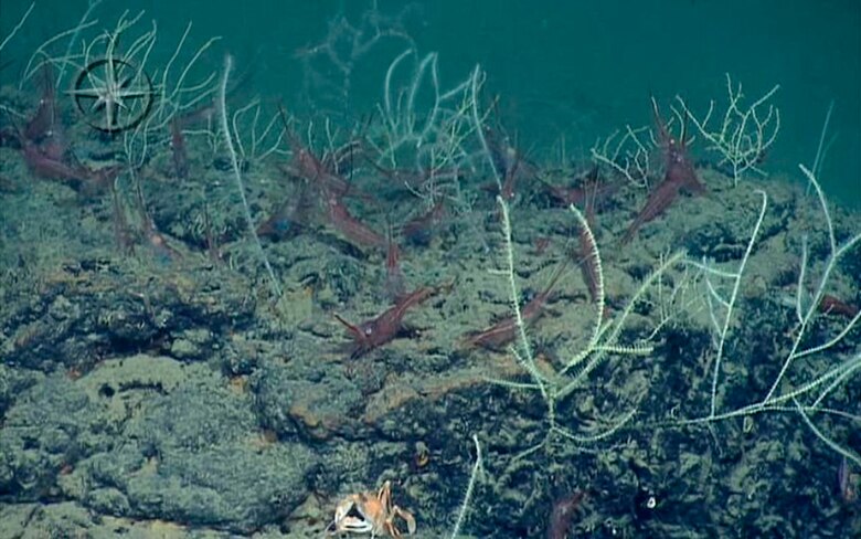 Día Mundial del Océano: el gran generador de vida y regulador del clima