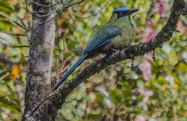 Científicos estudian el hábitat de las aves cantoras en Estados Unidos