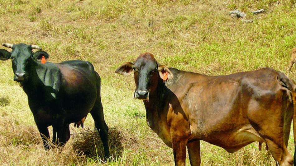 Más de 5 mil reses han sido sometidas al plan de trazabilidad