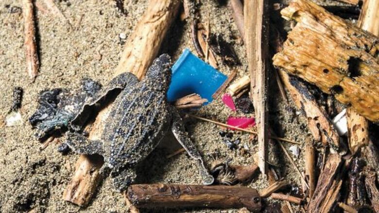 Migrantes, en peligro