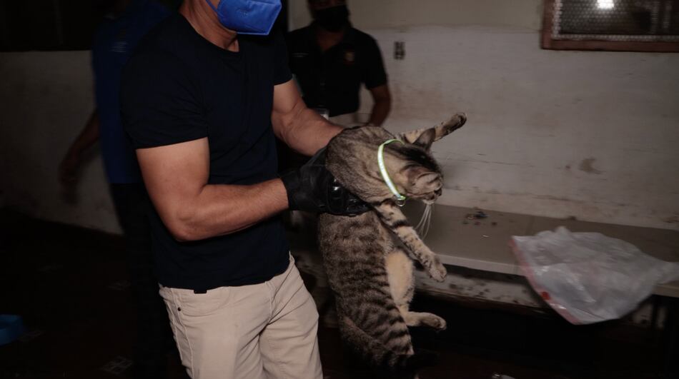 Trasladan a los primeros 70 gatos rescatados de un refugio clandestino