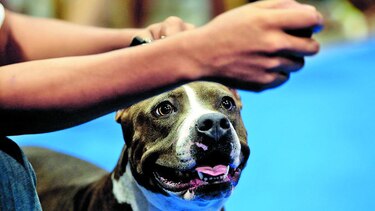 Estudian la memoria de los perros