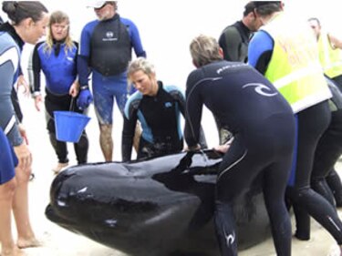 Seis ballenas quedan varadas en el suroeste de Australia