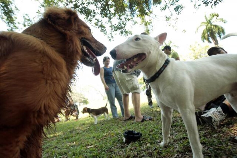 Perros huelen cáncer de los ovarios