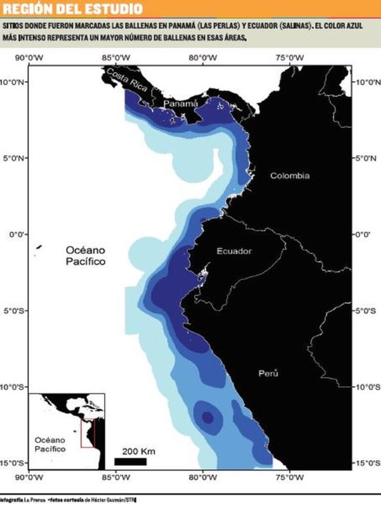 Estudios sobre ballenas, base para planificar
