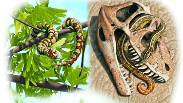 Nuevos fósiles retrasan origen de las serpientes