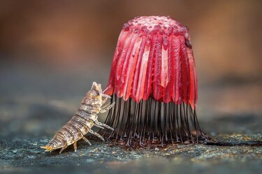 Las imágenes que muestran el microscópico y poco conocido mundo de los mohos deslizantes