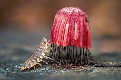 Las imágenes que muestran el microscópico y poco conocido mundo de los mohos deslizantes