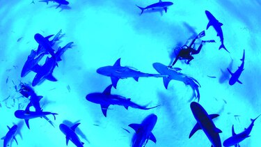 Tiburones: rentabilizar su conservación