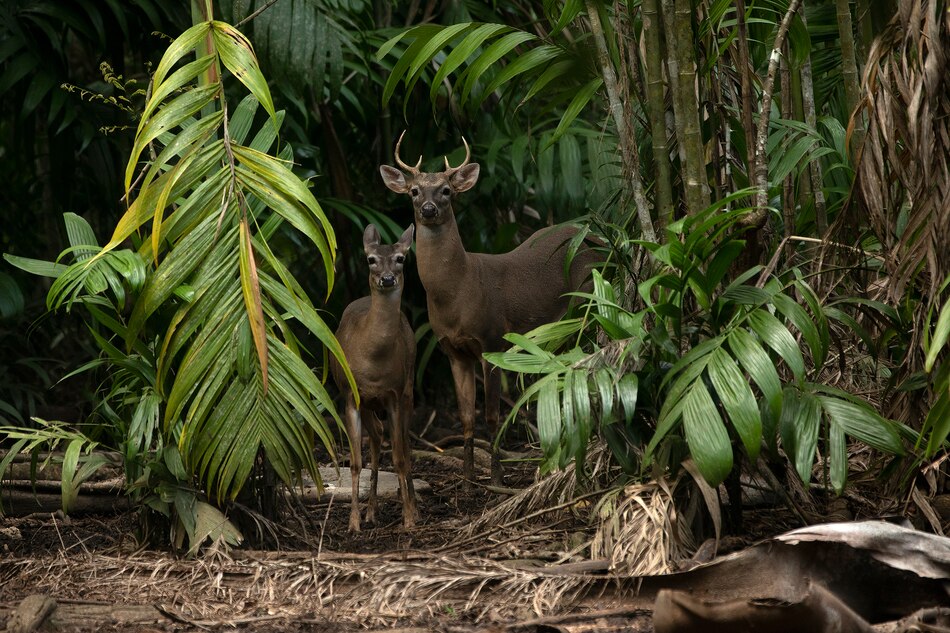 Miambiente otorga permisos de caza deportiva con restricciones en especies protegidas