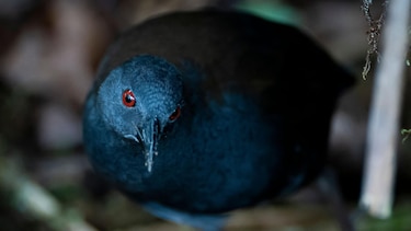 ‘Después de 200 años, volvemos a ver esta especie’: el sorpresivo regreso de las aves perdidas a las Islas Galápagos