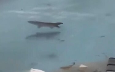 No son tiburones en una piscina tras el paso del huracán Melissa por Jamaica, es IA