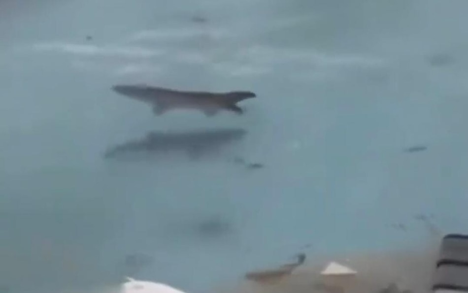 No son tiburones en una piscina tras el paso del huracán Melissa por Jamaica, es IA