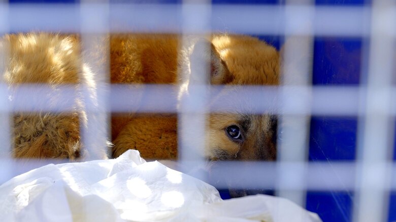 El dilema de Corea del Sur sobre qué hacer con medio millón de perros tras prohibir el consumo de su carne