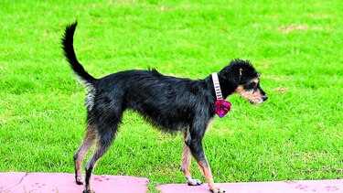 Perros salvados del peligro