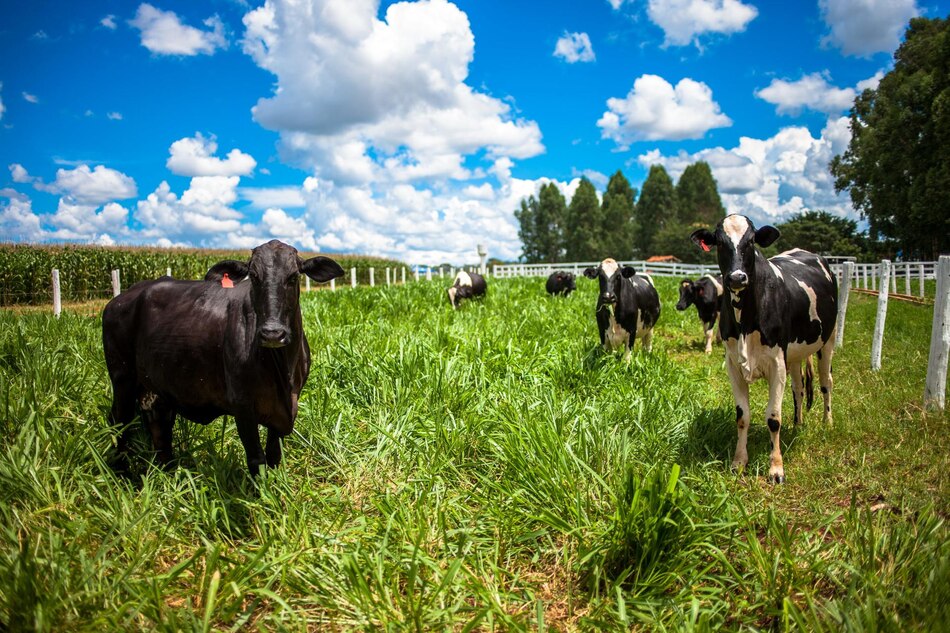 Brasil usará método que mide las emisiones de metano para impulsar la ganadería sostenible