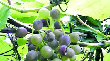 Labor detrás de un pequeño viñedo