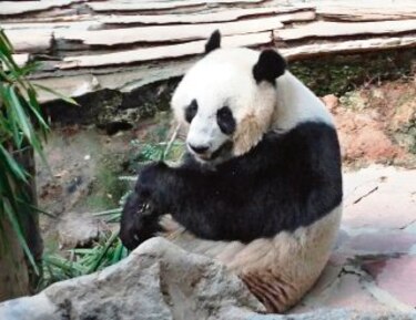 Un millón anual por pareja panda