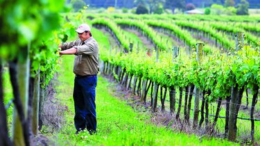 Viñedos buscan mejores tierras
