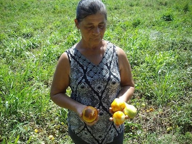 Unas 2 mil 500 toneladas de tomate se dejan de producir en Azuero