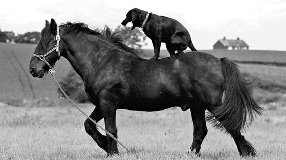 Campaña por los perros negros