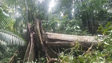 Estudio revela que tormentas eléctricas causan hasta 60% de muertes de árboles tropicales