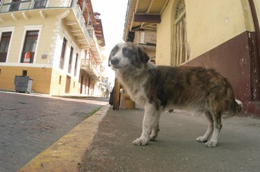 En busca de las mejores prácticas de manejo de animales