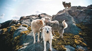 El deshielo es una amenaza para los perros de trineo