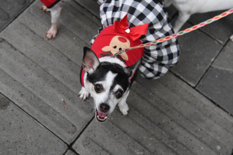 Navidad 2024: encendido de luces de la ‘Calle de los Osos’ en calle Uruguay y en el parque Omar