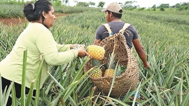 Agroturismo en temporada de cosecha