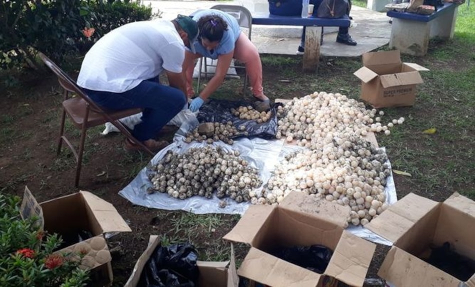 Decomisan cerca de 4 mil 700 huevos de tortugas en Los Santos