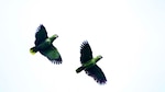El día de las aves