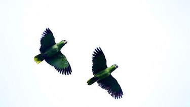 El día de las aves