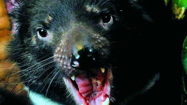 En riesgo especie en Australia