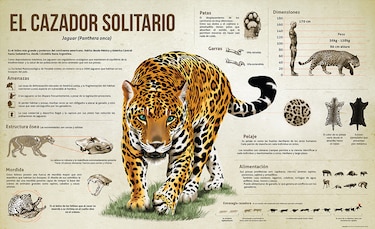 Exhibición 'Tierra de jaguares' busca promover la conservación de esta especie