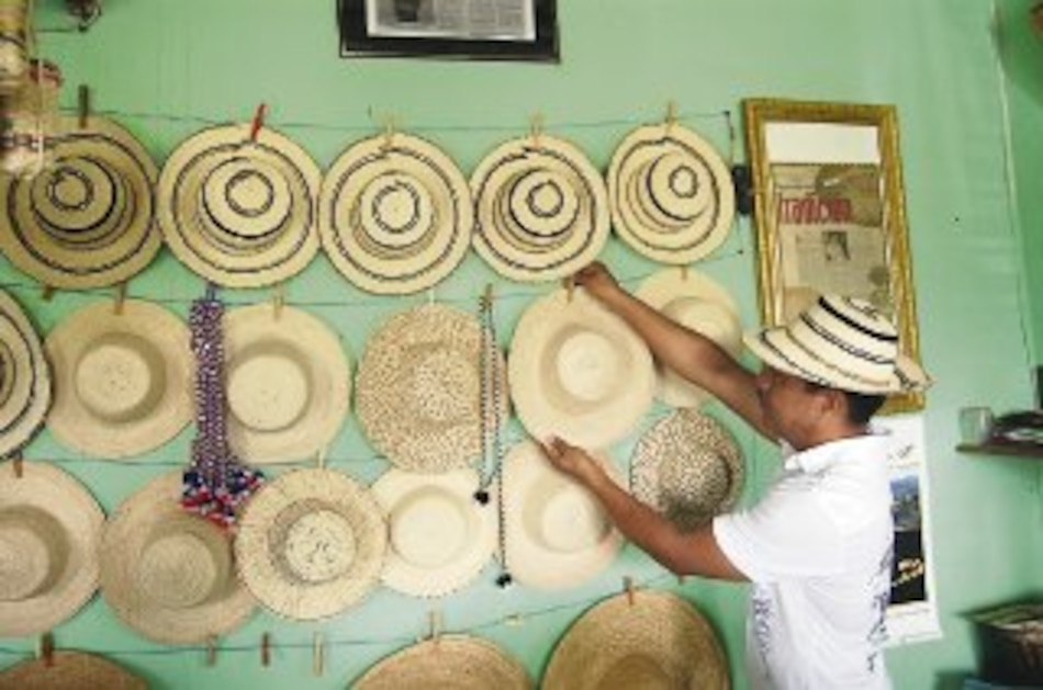 Al rescate de la palma bellota