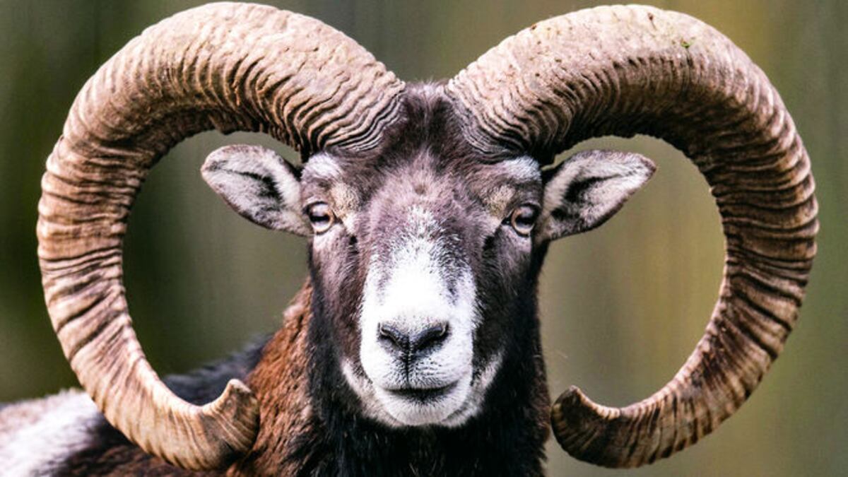 El muflón, cuyos cuernos encorvados denotan madurez, es preservado en Alemania.