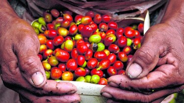 Café especial brasileño, un mercado en expansión