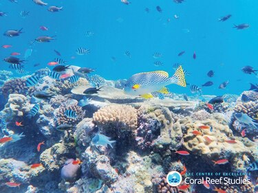 La Gran Barrera de Coral parece un ‘tablero de ajedrez’ blanqueado