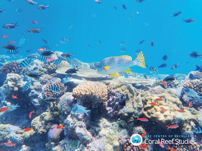 La Gran Barrera de Coral parece un ‘tablero de ajedrez’ blanqueado