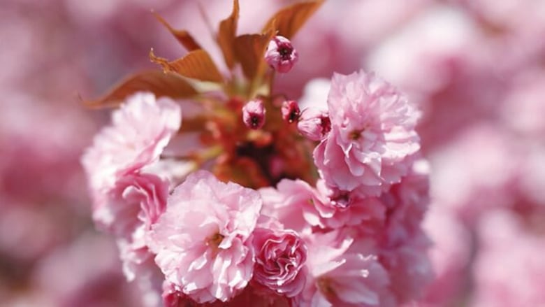 Espectáculo de los cerezos