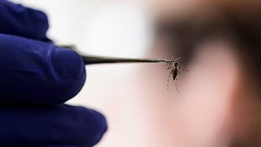 El zika puede provocar malformaciones sin microcefalia